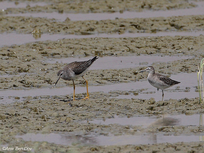     Lesser Yellowlegs Tringa flavipes                                , 2008.:     